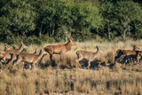 Red deer in Parque Luro Nature Reserve, La Pampa, Argentina