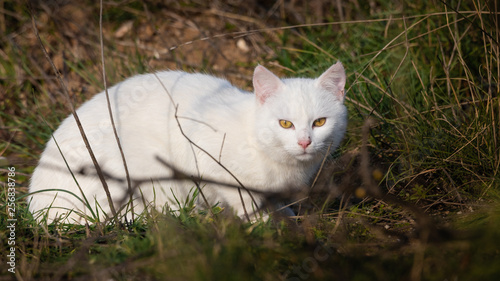Beautiful white cat with yellow eyes sitting on the grass © Ilias Kouroudis