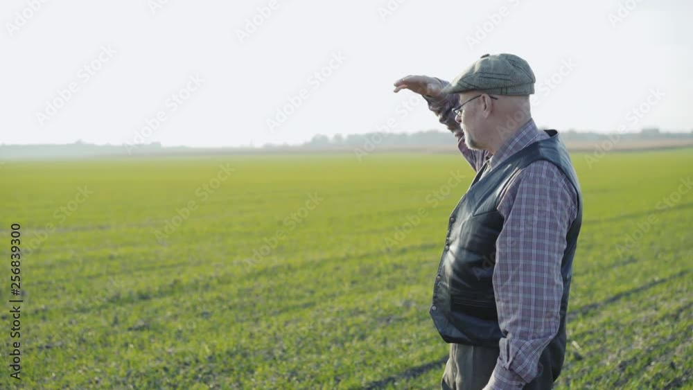 Portrait of farmer looks around the green field. 4K