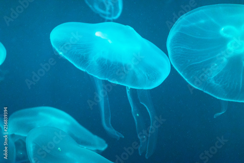 azure jellyfish on light blue background