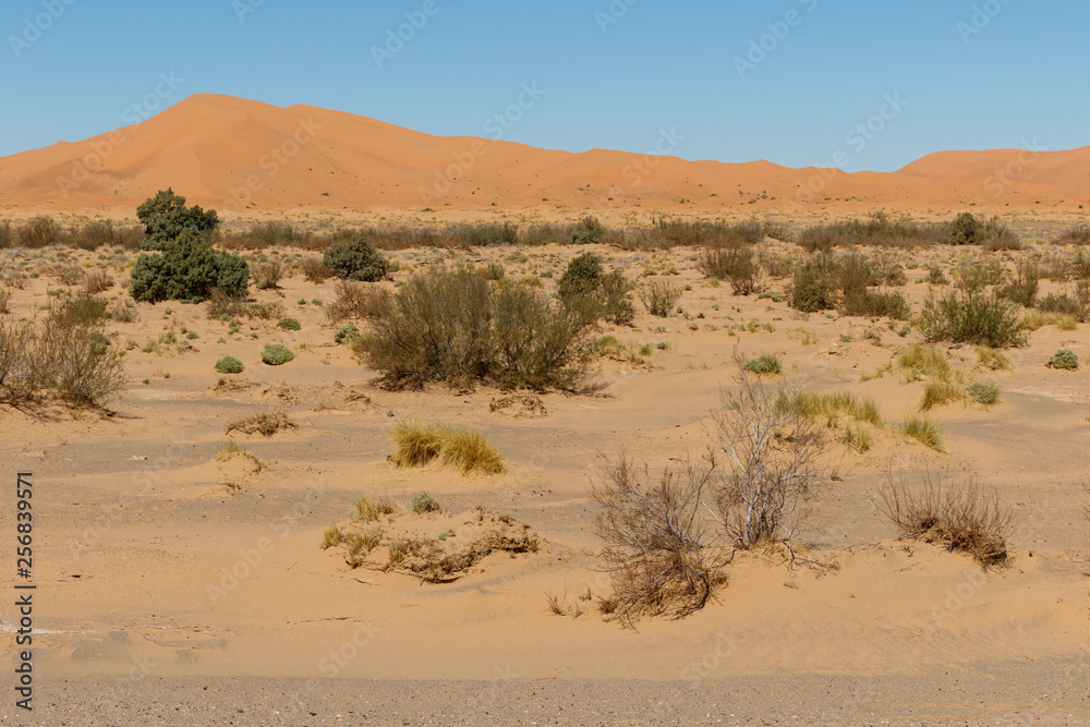 Amazing view of the great sand dunes in the Sahara Desert, Erg Chebbi, Merzouga, Morocco. Amazing view of the great sand dunes in the Sahara Desert, Erg Chebbi, Merzouga, Morocco.