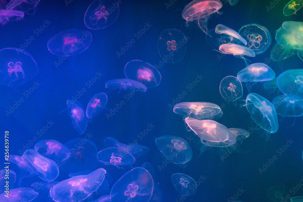many colorful jellyfish on blue background many colorful jellyfish on blue background
