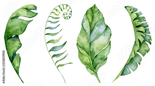 Fotografie Watercolor monstera leaves set. Tropical plant illustration
