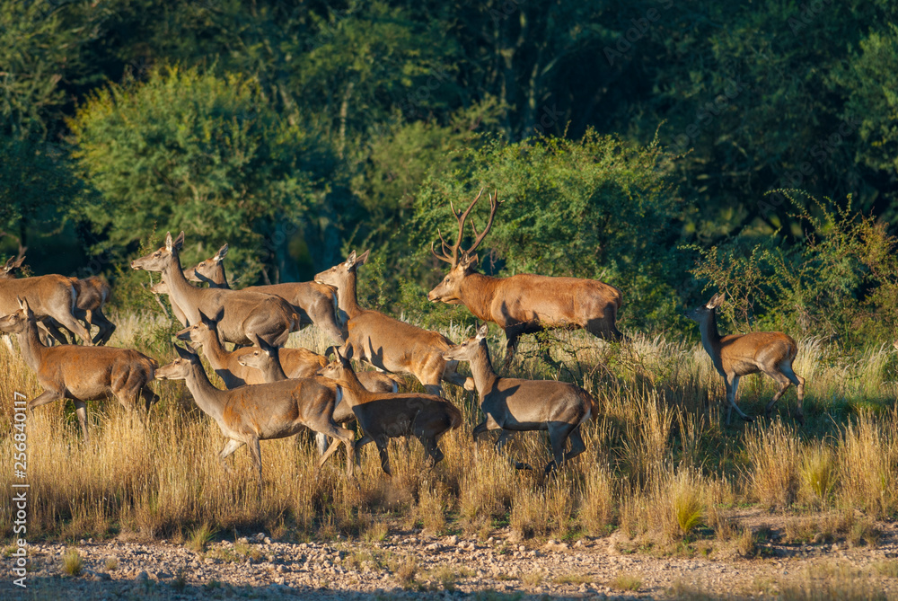 Fototapeta premium Red deer in Parque Luro Nature Reserve, La Pampa, Argentina