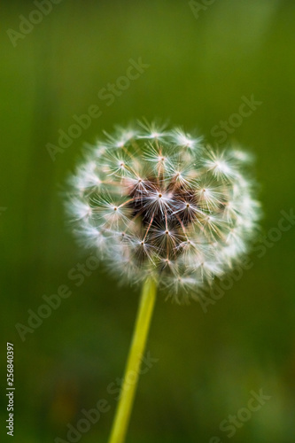 dandelion on background of green grass