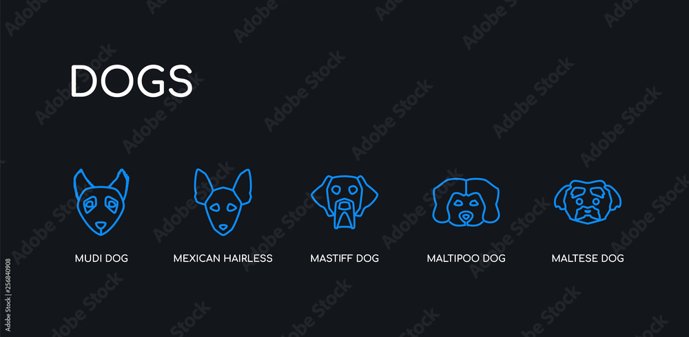 Naklejka premium 5 outline stroke blue maltese dog, maltipoo dog, mastiff dog, mexican hairless mudi icons from dogs collection on black background. line editable linear thin icons.