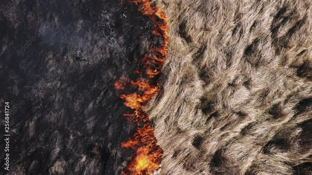 Aerial view burning texture of dry grass with smoke. Disaster in the forest. Fires in the summer. Bright flame forest fire. Ecology. Environmental Protection. Burnt ground. Drone up. Copy space Aerial view burning texture of dry grass with smoke. Disaster in the forest. Fires in the summer. Bright flame forest fire. Ecology. Environmental Protection. Burnt ground. Drone up. Copy space