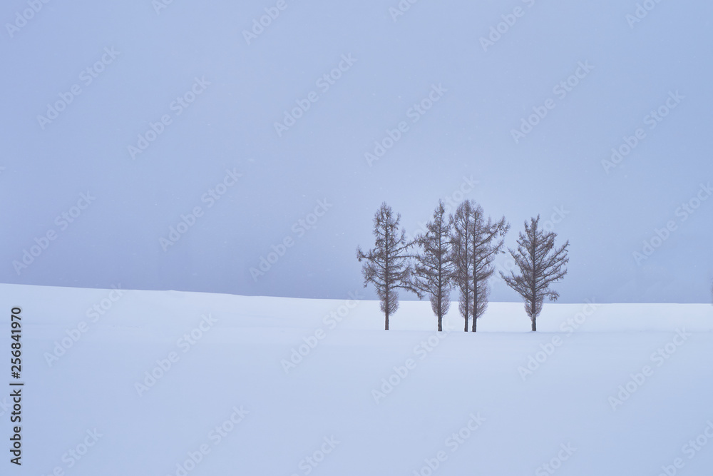 Beautiful Pine trees at 