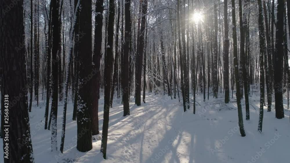 Winter snow-covered forest, visible path in the snow, in front of fallen trees, the sun is shining, the camera drone moves forward. aerial Winter snow-covered forest, visible path in the snow, in front of fallen trees, the sun is shining, the camera drone moves forward. aerial