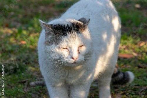 養老川臨海公園の野良猫　千葉県市原市五井海岸