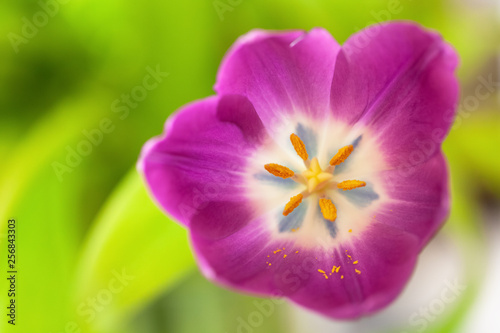 Pink tulip on green blurred background. Macro. Abstract. Close-up. Horizontal. Mock up with copy space for greeting card, invitation, social media, flower delivery, Mother's day, Women's Day.