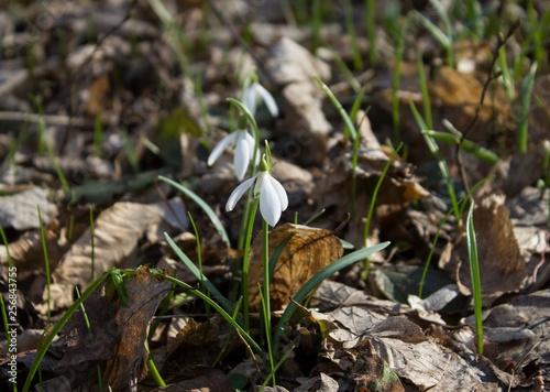 snowdrops in the forest