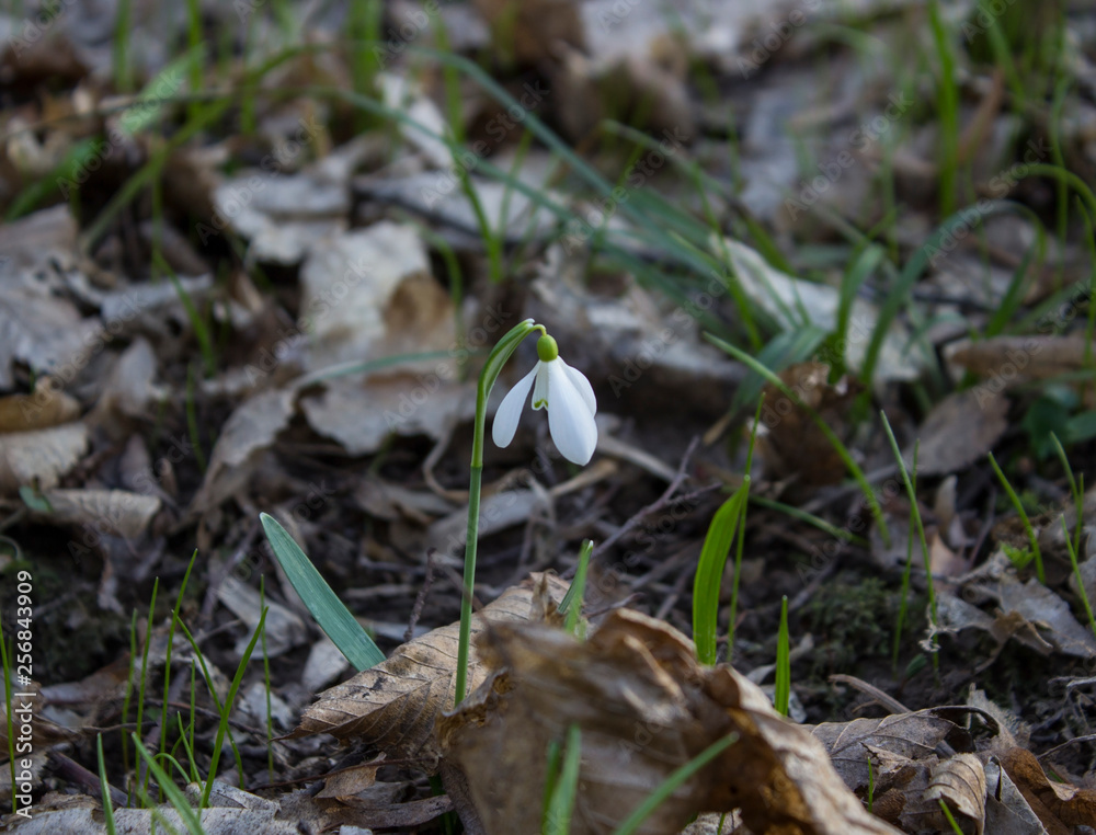 snowdrops in the forest snowdrops in the forest
