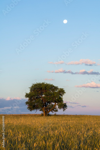 Rural landscape, tree and moon,Buenos Aires province , Argentina