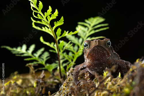 Rhinella margaritifera a macro of a small tropical rain forest toad living in the Amazon jungel of Colombia photo