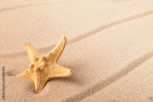 one single sea star or starfish on tropical beach sand. Concept for summer holiday vacation. Sandy background with empty space.