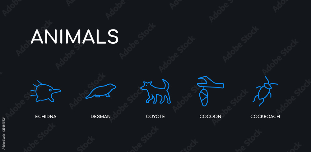Naklejka premium 5 outline stroke blue cockroach, cocoon, coyote, desman, echidna icons from animals collection on black background. line editable linear thin icons.