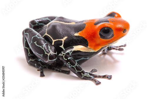 red headed poison dart or arrow frog, Ranitomeya fantastica. A beautiful small poisonous animal from the Amazon rain forest in Peru. Isolated on white background. . photo