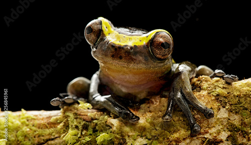 funny curious tree frog dendropsophus manonegra a small treefrog from the Amazon rain forest in Colombia A nocturnal jungle animal. photo