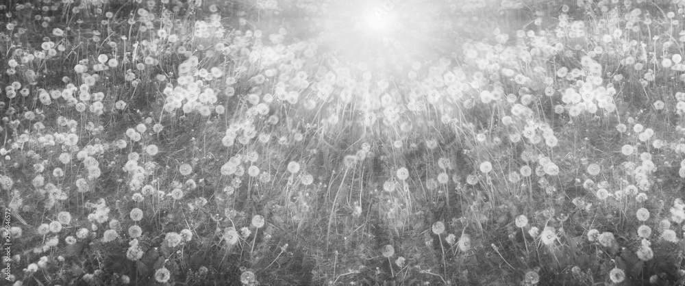 field of white dandelions at dawn the sun rises field of white dandelions at dawn the sun rises