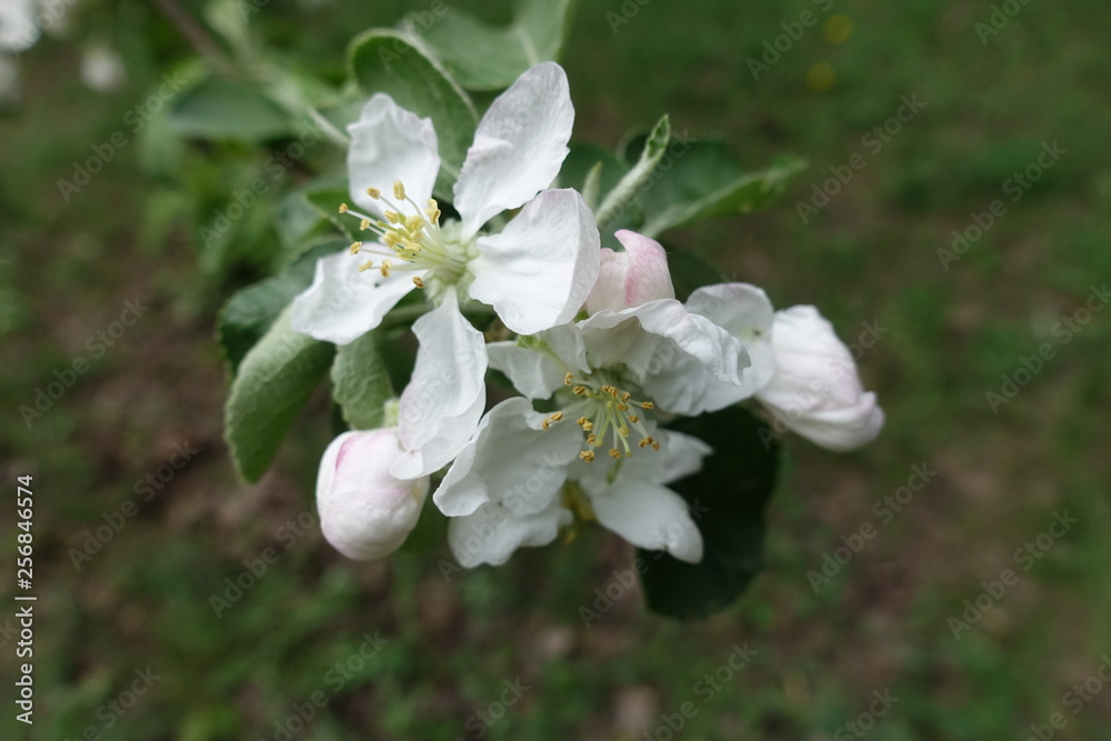 Closeup of flowers and buds of apple in spring Closeup of flowers and buds of apple in spring