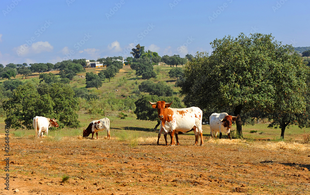 Breeding beef cattle in the pasture farm, Aracena, Sierra de Huelva, Spain