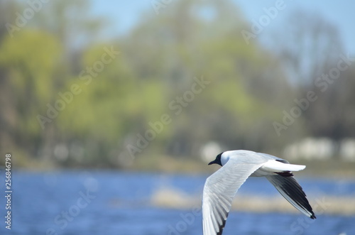  gulls water wildlife, river, bushes, birds, waterfowl, people, flight, wings, nesting, mating season of birds