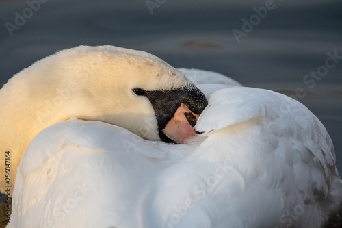 Mute Swan (Cygnus olor) with head tucked into chest photo