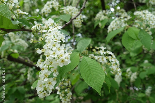Fresh leaves and white flowers of bird cherry in spring