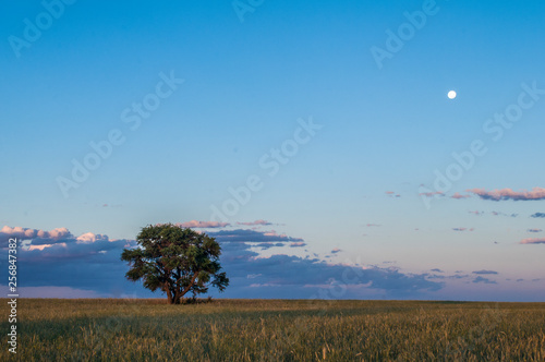 Rural landscape, tree and moon,Buenos Aires province , Argentina photo