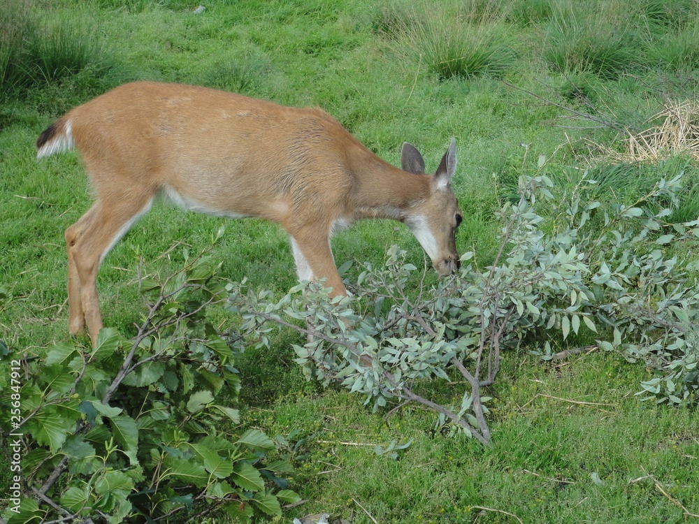 Deer eating leaves off a fallen branch in the middle of a wide open grassy field