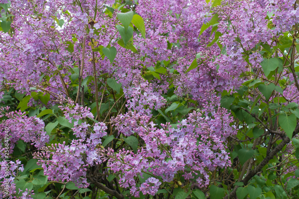 Obraz premium Mauve flowers of common lilac in spring