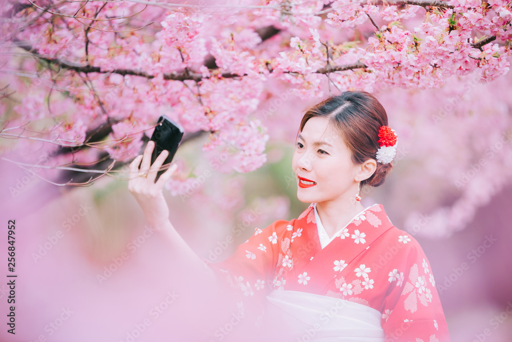Fototapeta premium Asian woman wearing kimono using smartphone with cherry blossoms,sakura in Japan.