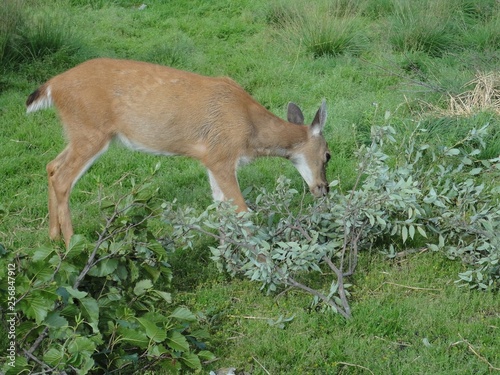 Deer eating leaves off a fallen branch in the middle of a wide open grassy field