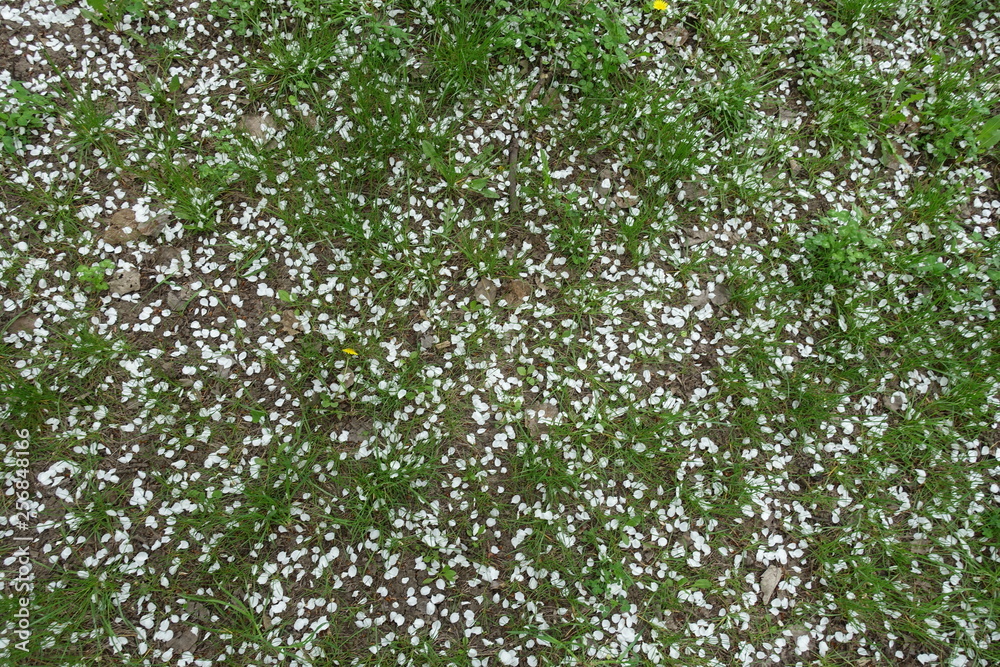 Top view of ground covered with fallen petals of cherry