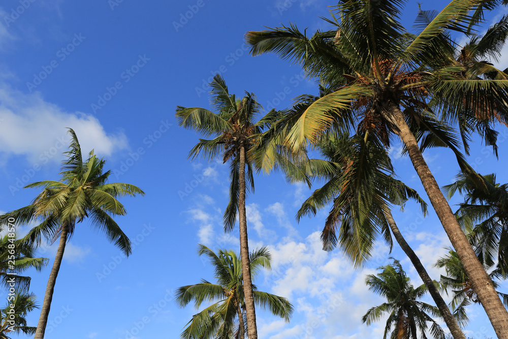 palm trees on sky background