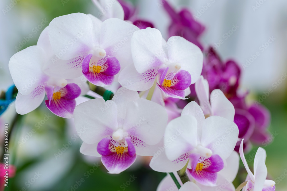 Obraz premium Kwiat orchidei w ogrodzie orchidei w zimowy lub wiosenny dzień dla koncepcji piękna i rolnictwa. Orchidea Phalaenopsis.