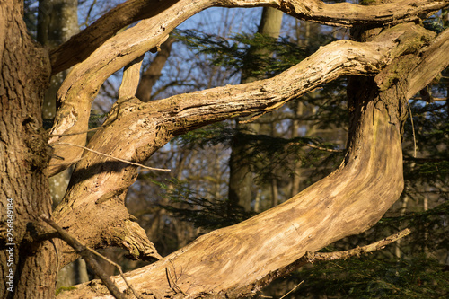 close up of old branches on tree