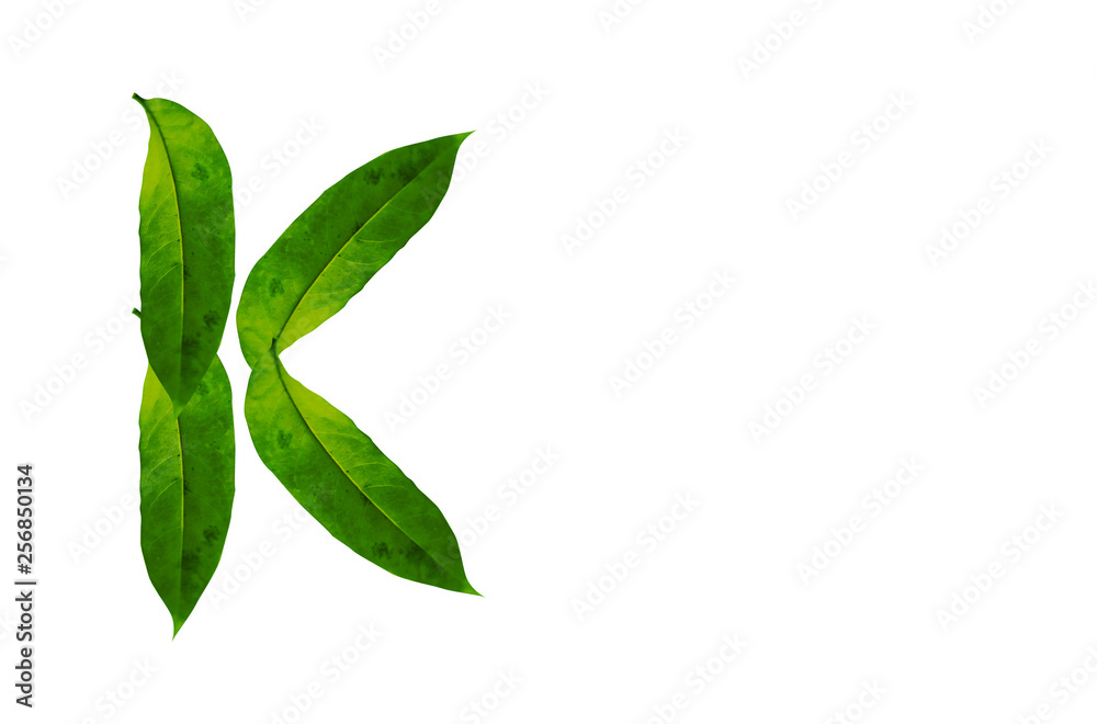 Green leaf letter K Background image. Natural Forest leaf alphabet