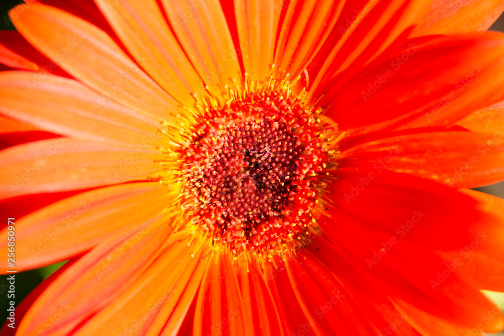 Makro einer orangen Gerbera, Blume Makro einer orangen Gerbera, Blume