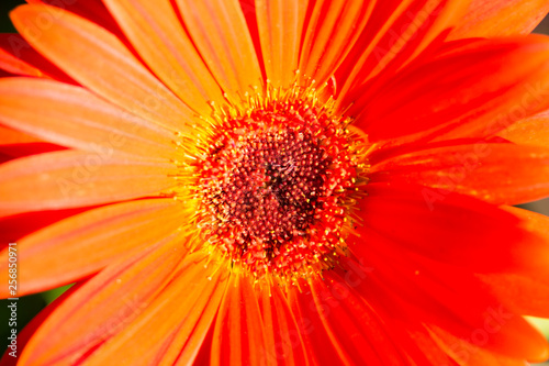 Makro einer orangen Gerbera  Blume