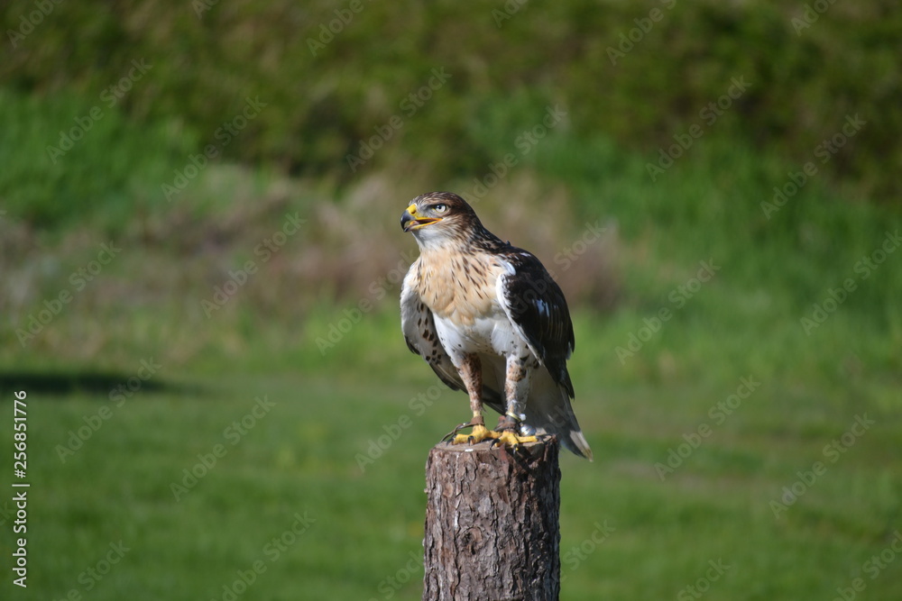 Fototapeta premium bird of prey