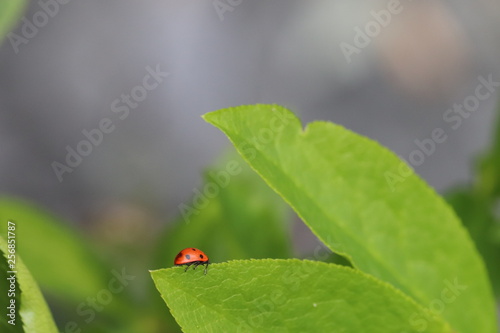 Ladybug crawling along looking for insects Ona green leafy plant  © Wendy