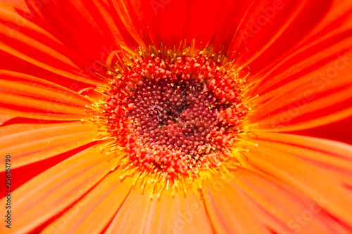 Makro einer orangen Gerbera  Blume