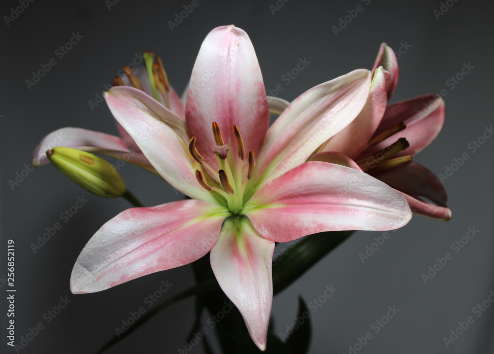 Fototapeta premium lily bouquet