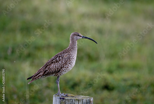 Regenbrachvogel Numenius phaeopus stehend auf Pfahl, Island photo