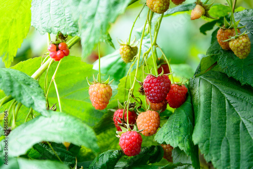 Branch of ripe raspberries in a garden. Selective focus. Copy space