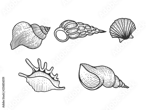 Sea shell set sketch engraving vector illustration. Scratch board style imitation. Black and white hand drawn image.