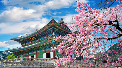 Fototapete Seoul Kirschblüten im Frühling in Seoul  © tawatchai1990