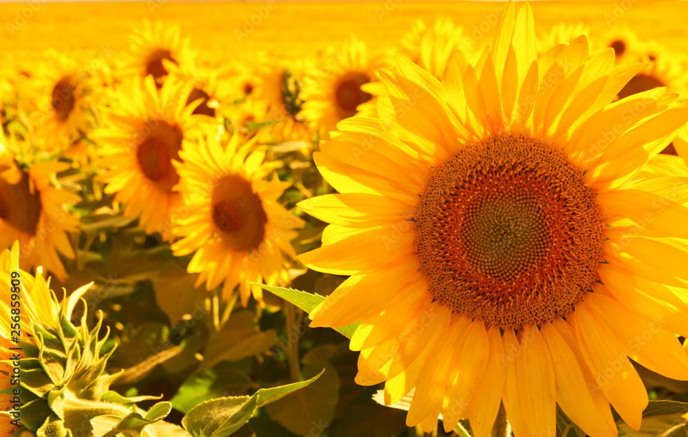 Fototapeta premium Yellow Garden